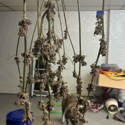 MiscxLAZ #29 C growlog photo: Moved to pan