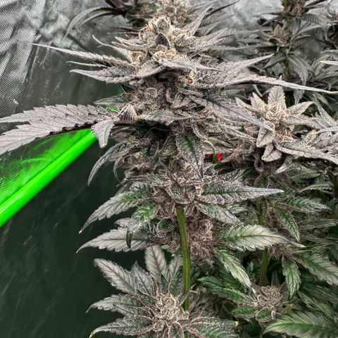MiscxLAZ #22 C 42.33g growlog timeline photo