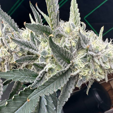 CxLAZ #15 C #1 growlog timeline photo