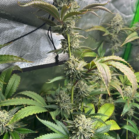MiscxLAZ #26 C #2 growlog timeline photo