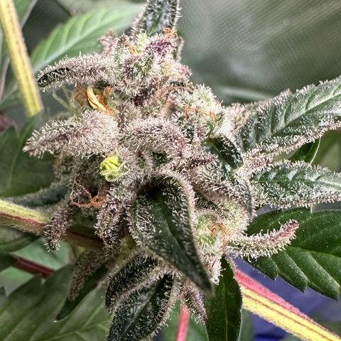 CxLAZ #03 C #1 58.58g growlog photo: Herm / male flowers