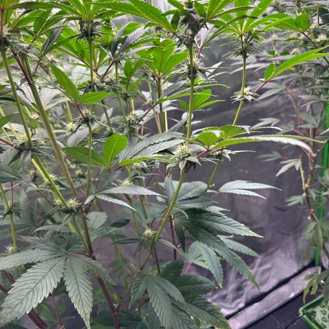 MiscxLAZ #26 C #2 growlog timeline photo