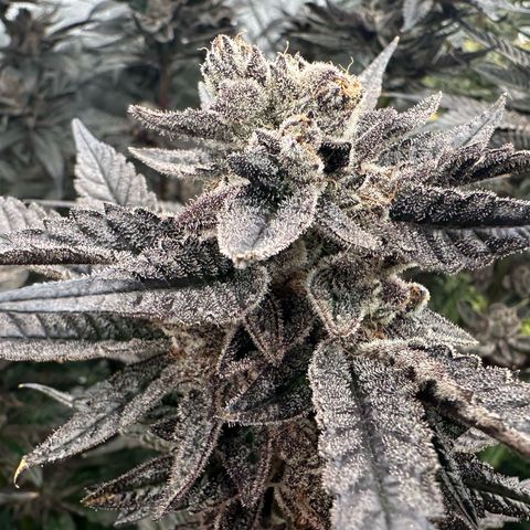 MiscxLAZ #22 C 42.33g growlog timeline photo