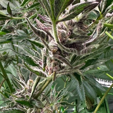 MiscxLAZ #37 C growlog photo: Herm / male flowers