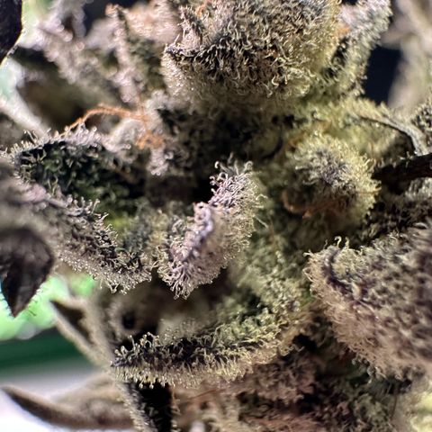 MiscxLAZ #29 C growlog timeline photo