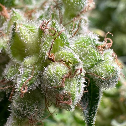 Fuel D.OG #1 Female 47.36g growlog timeline photo