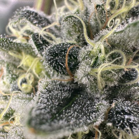CxLAZ #15 C #1 growlog timeline photo