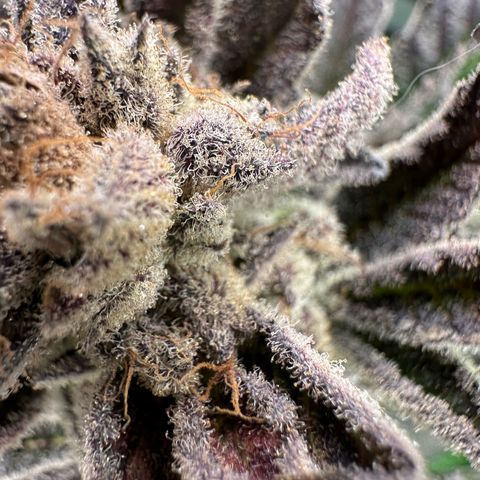 MiscxLAZ #29 C growlog timeline photo