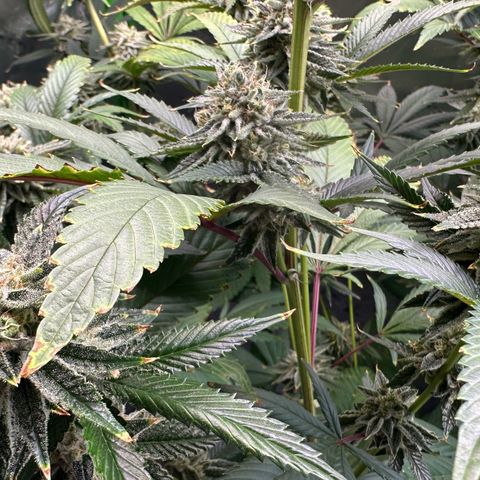 MiscxLAZ #26 C #2 growlog timeline photo