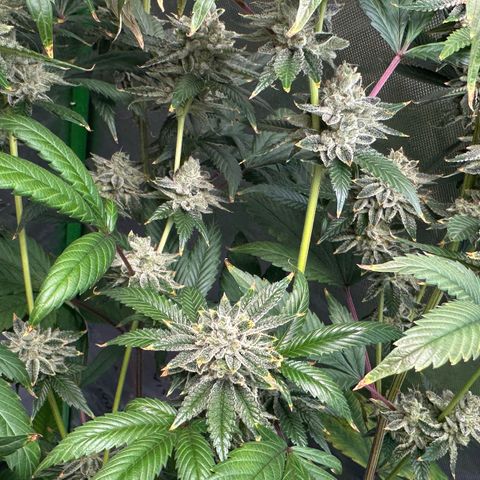 MiscxLAZ #26 C #2 growlog timeline photo