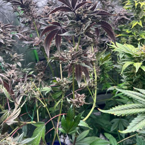 CxLAZ #03 C #1 58.58g growlog timeline photo