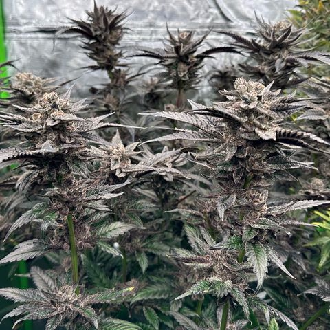 MiscxLAZ #22 C 42.33g growlog timeline photo