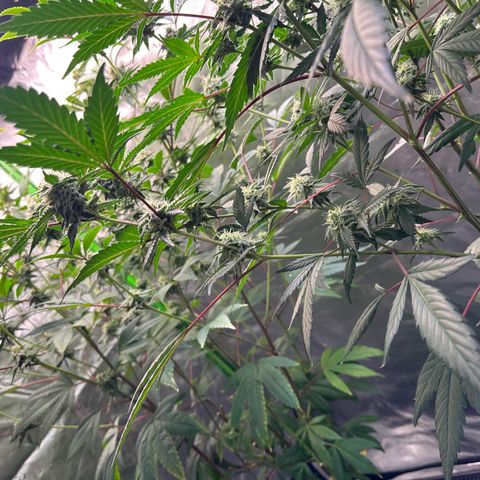 CxLAZ #15 C #1 growlog timeline photo