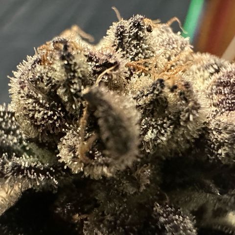 MiscxLAZ #22 C 42.33g growlog timeline photo