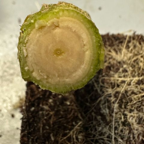 MiscxLAZ #22 C 42.33g growlog timeline photo