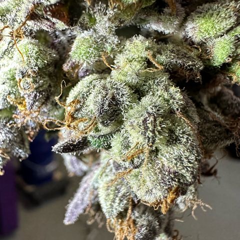 CxLAZ #03 C #1 58.58g growlog timeline photo