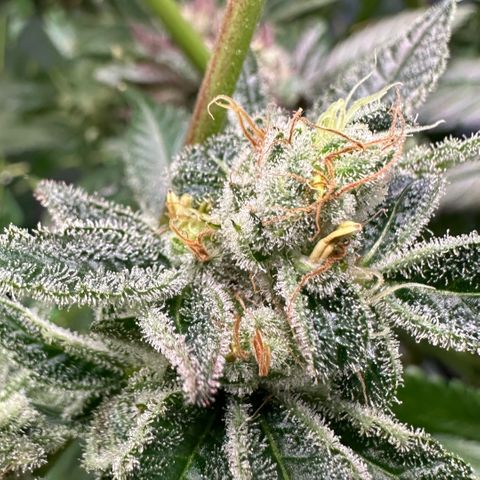 CxLAZ #31 C growlog photo: Herm / male flowers
