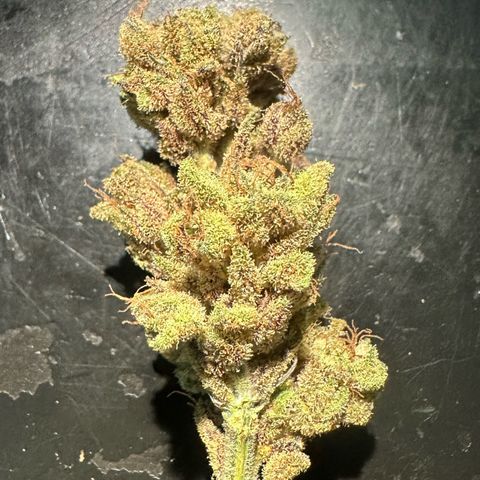 Misc x (LA Kush x Zkittles) #28 13.53g growlog photo: Moved to bag