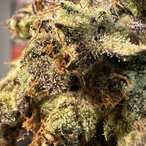 CxLAZ #03 C #1 58.58g growlog timeline photo
