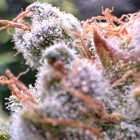 Fuel D.OG #1 Female 47.36g growlog timeline photo