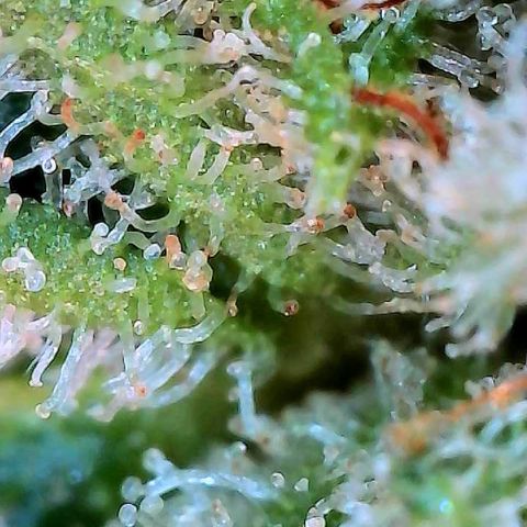 MiscxLAZ #26 C #2 growlog timeline photo