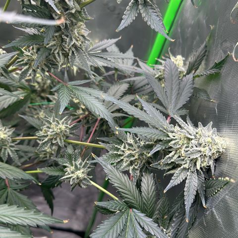 CxLAZ #15 C #1 growlog timeline photo