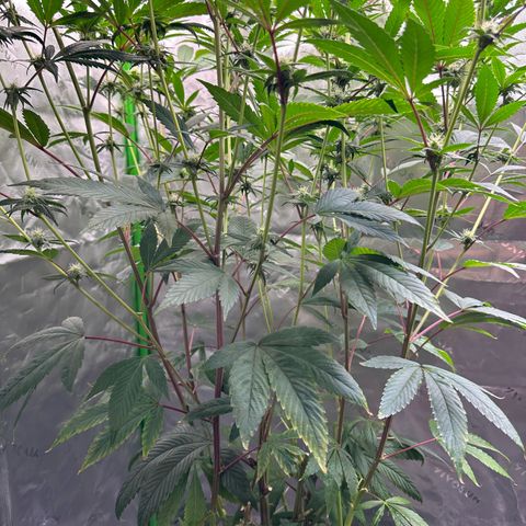 MiscxLAZ #26 C #2 growlog timeline photo