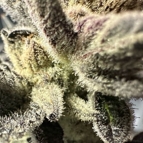 MiscxLAZ #29 C growlog timeline photo