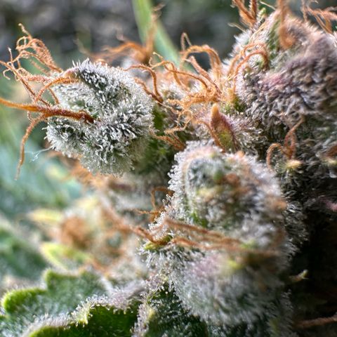 Fuel D.OG #1 Female 47.36g growlog timeline photo