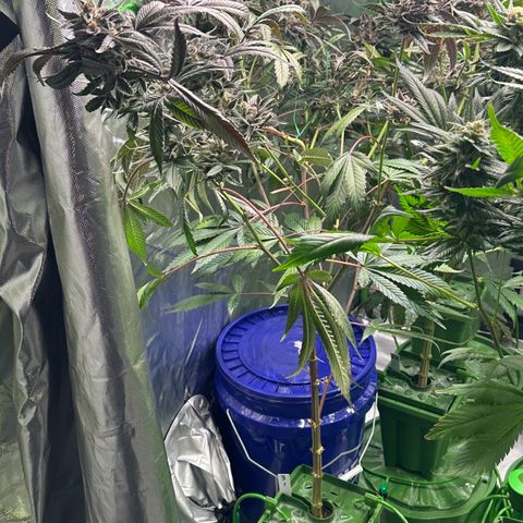 CxLAZ #03 C #1 58.58g growlog photo: Herm / male flowers