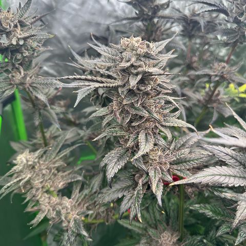 MiscxLAZ #22 C 42.33g growlog timeline photo