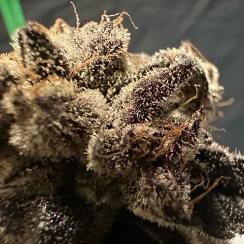 MiscxLAZ #22 C 42.33g growlog timeline photo