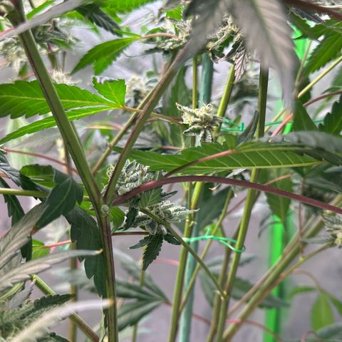 CxLAZ #15 C #1 growlog timeline photo