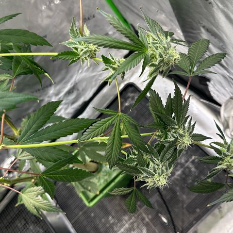 CxLAZ #15 C #1 growlog timeline photo