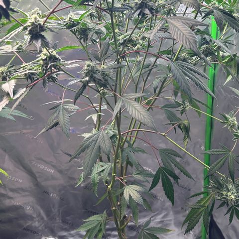 CxLAZ #15 C #1 growlog timeline photo