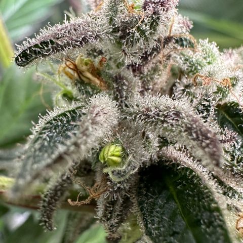 CxLAZ #03 C #1 58.58g growlog photo: Herm / male flowers