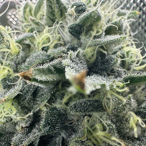 CxLAZ #15 C #1 growlog timeline photo