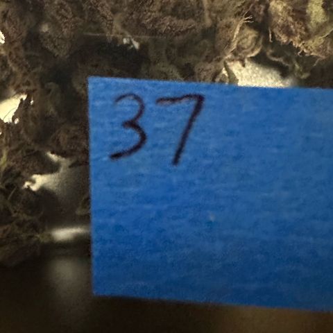 MiscxLAZ #37 C growlog photo: Moved to pan
Herm