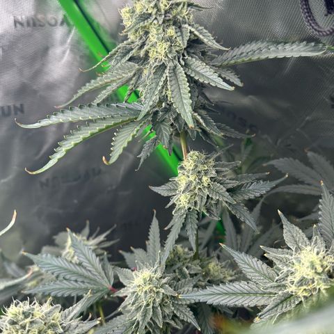CxLAZ #15 C #1 growlog timeline photo