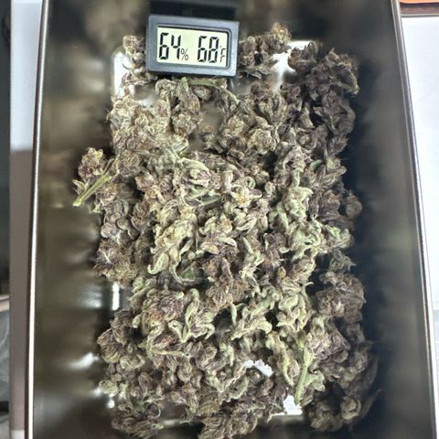 MiscxLAZ #37 C growlog timeline photo