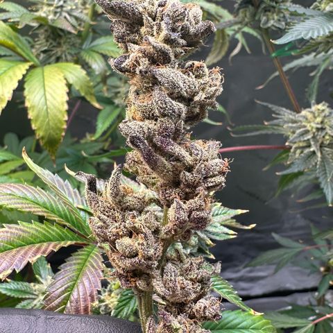 MiscxLAZ #22 C 42.33g growlog timeline photo