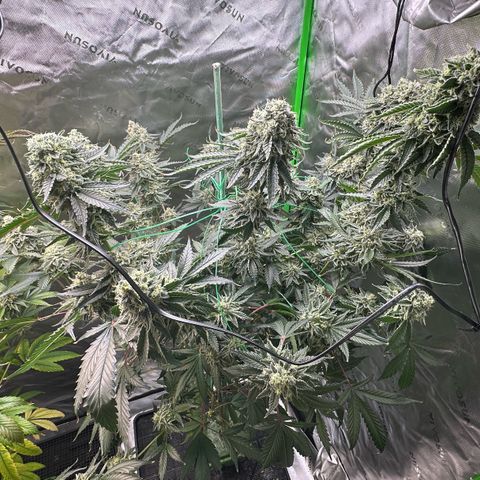 CxLAZ #15 C #1 growlog timeline photo
