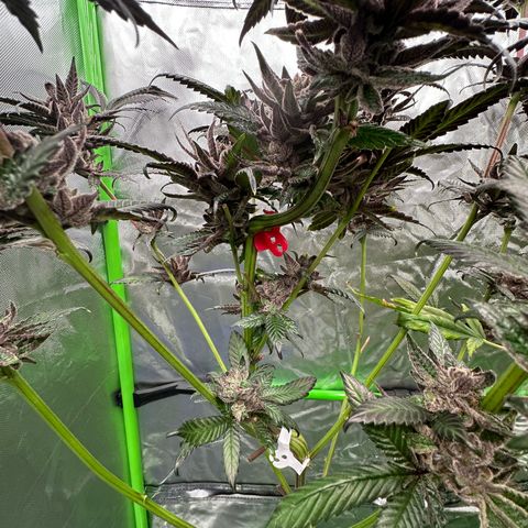 MiscxLAZ #27 C 39g growlog timeline photo