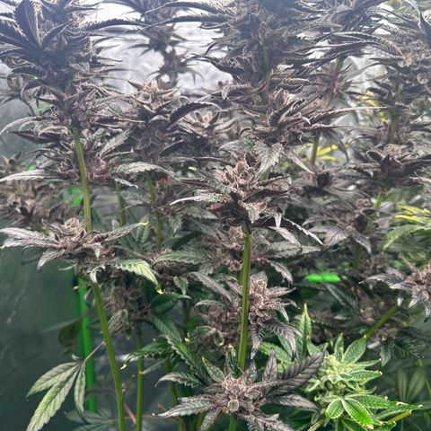MiscxLAZ #22 C 42.33g growlog timeline photo