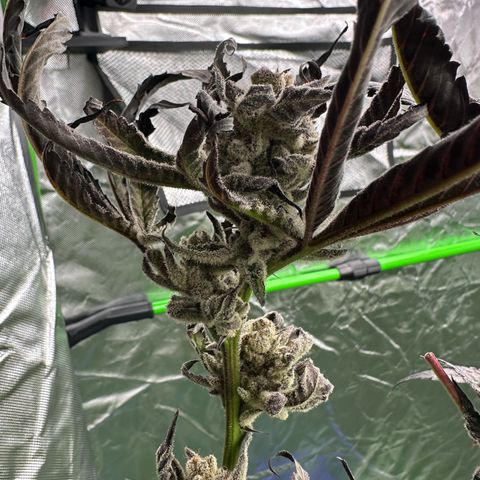 MiscxLAZ #29 C growlog timeline photo
