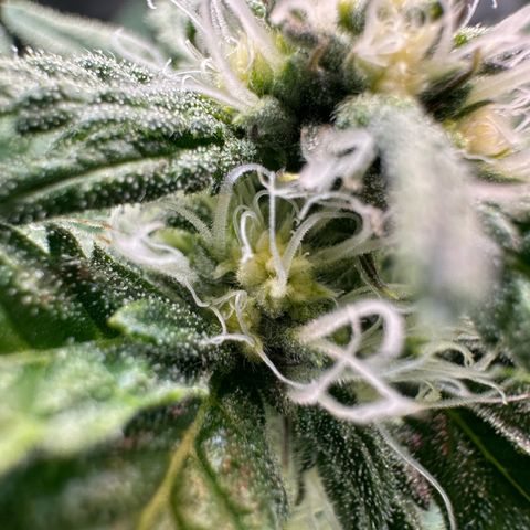 CxLAZ #15 C #1 growlog timeline photo