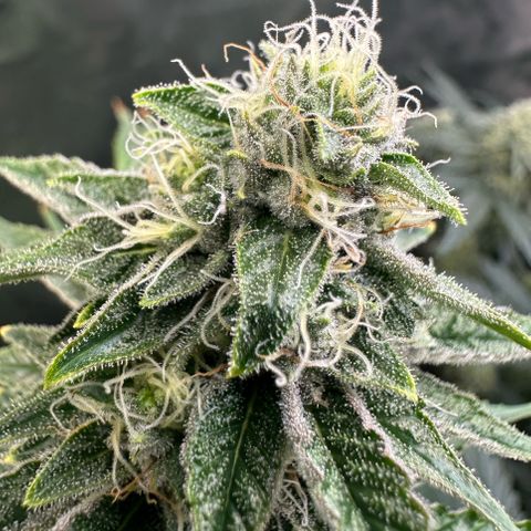 MiscxLAZ #26 C #2 growlog timeline photo