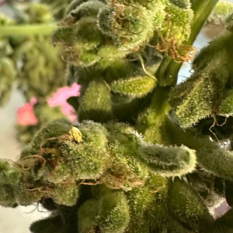 MiscxLAZ #08 C #1 growlog timeline photo