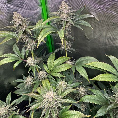 MiscxLAZ #26 C #2 growlog timeline photo