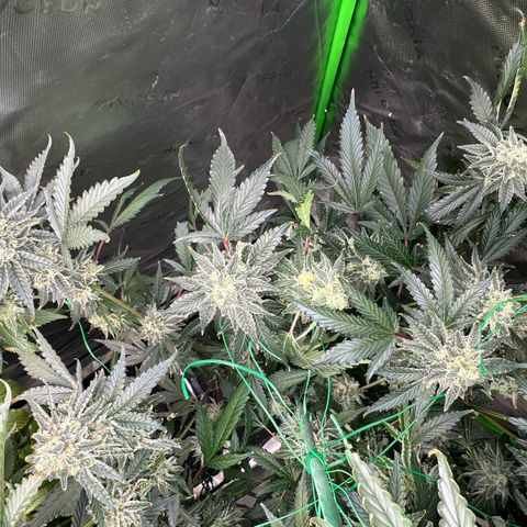 CxLAZ #15 C #1 growlog timeline photo